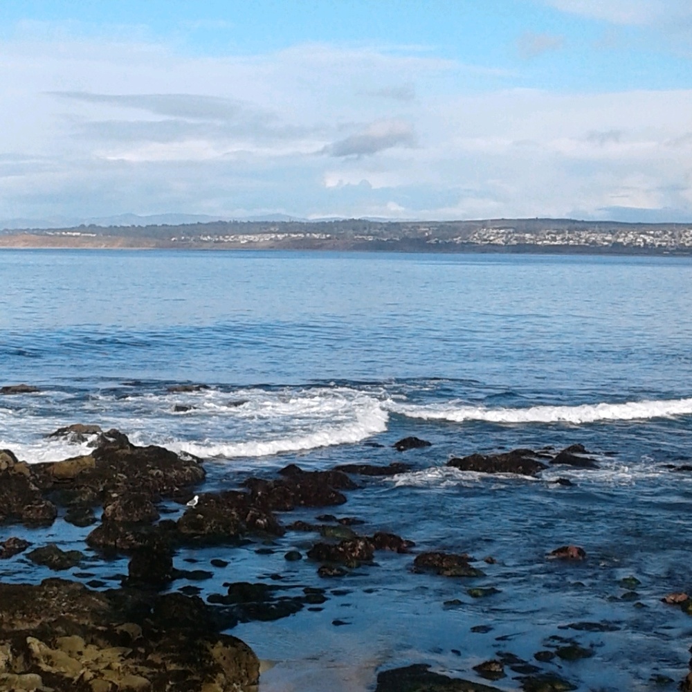 Meet your Posher, Rosie